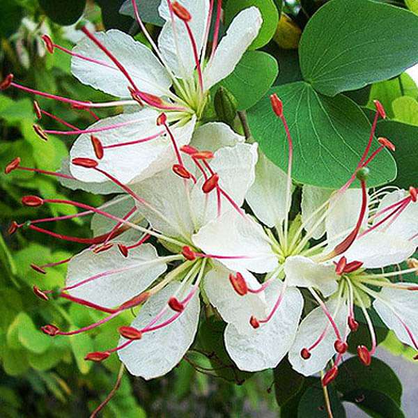 Bauhinia Retusa Seeds