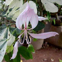 Bauhinia Variegated Seeds