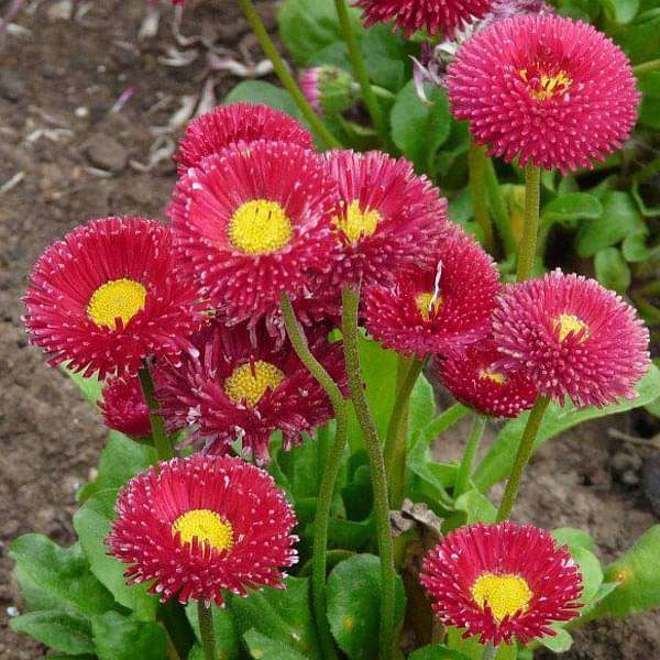 Bellis Perensis, Daisy Red Seeds