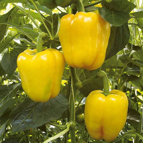 Bellpepper Mini Yellow Imported Vegetable Seeds