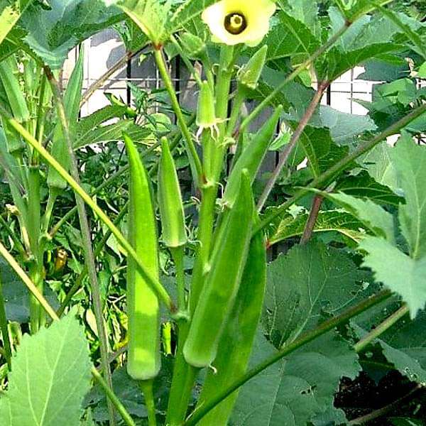 Bhindi, Okra Sujata Vegetable Seeds