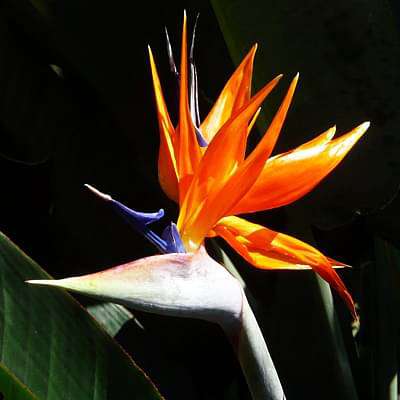 Bird of Paradise Flower Seeds