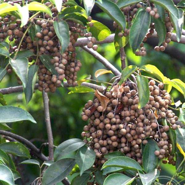 Unique Bischofia Javanica Tree Seeds