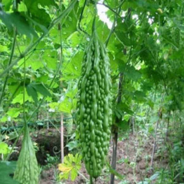 Bitter Gourd Chaman Vegetable Seeds