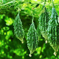 Bitter Gourd Santur Vegetable Seeds