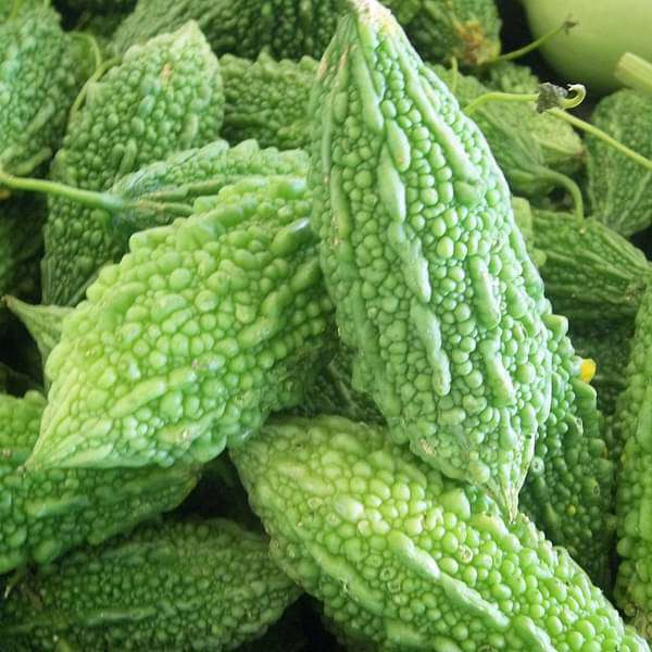 Bitter Gourd Faizabadi Vegetable Seeds