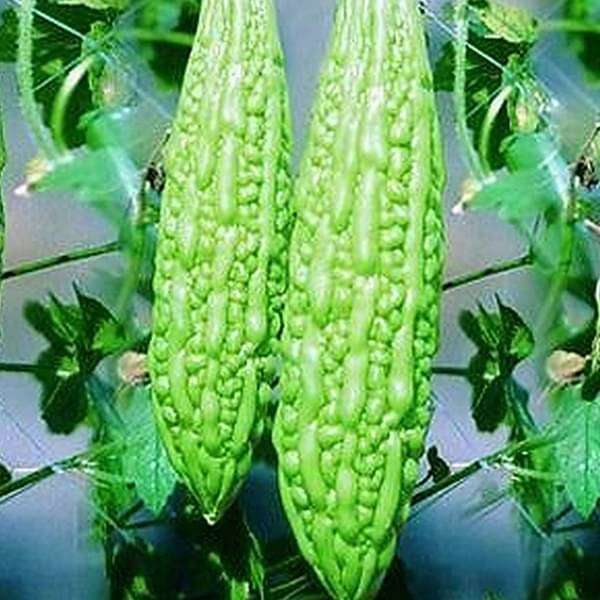 Bitter Gourd Jhalri Long Vegetable Seeds