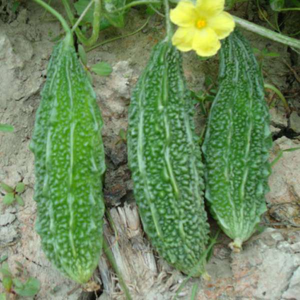 Bitter Gourd Jonpuri Vegetable Seeds