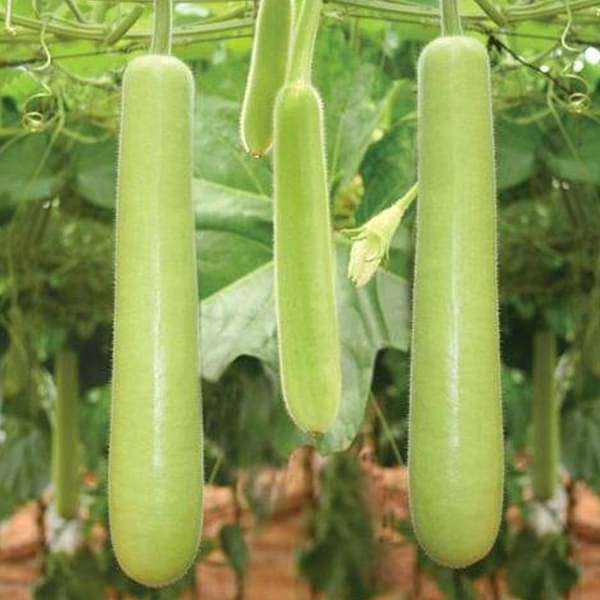 Bottle Gourd Extra Long Organic Vegetable Seeds