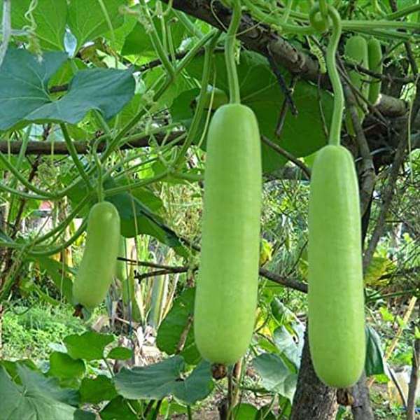 Bottle Gourd Rama Vegetable Seeds