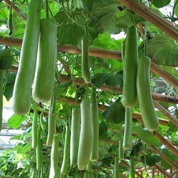 Bottle Gourd Vegetable Seeds