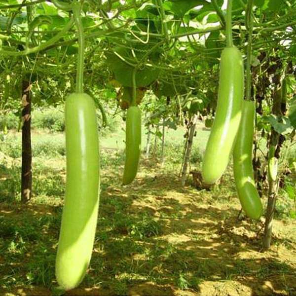 Bottle Gourd Pusa Komal Vegetable Seeds