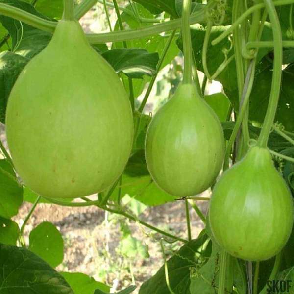 Bottle Gourd Round Vegetable Seeds