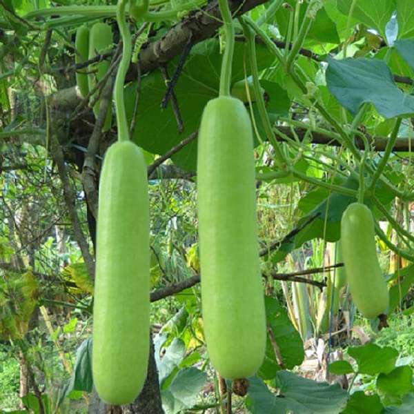 Bottle Gourd Summer Special Vegetable Seeds