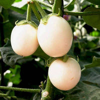 Brinjal Aveo Round Vegetable Seeds