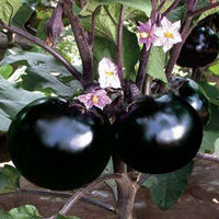 Brinjal Hybrid Round Vegetable Seeds