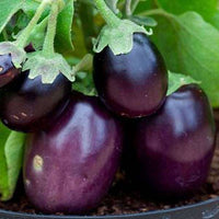 Brinjal Sona Babu Vegetable Seeds