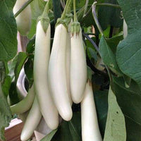 Brinjal White Long Vegetable Seeds