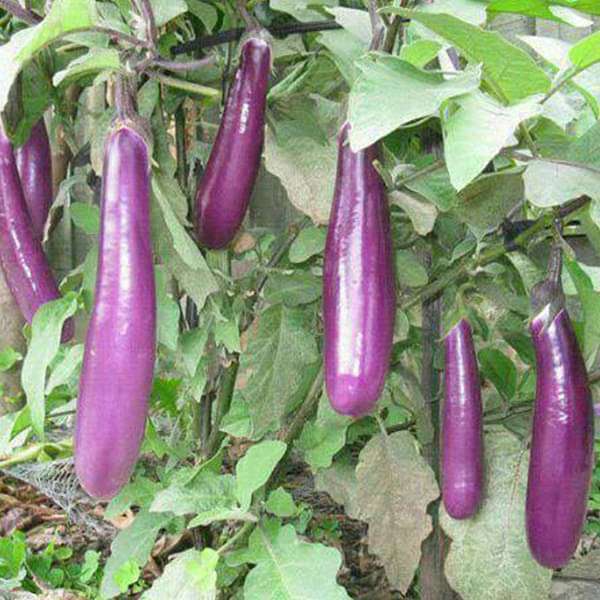 Brinjal Light Purple Long Organic Vegetable Seeds