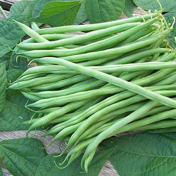 Bush Beans Vegetable Seeds