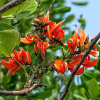 Butea Monosperma Seeds