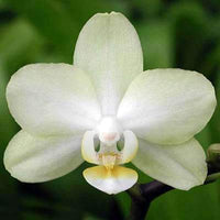 Butterfly Orchid Flower Seeds