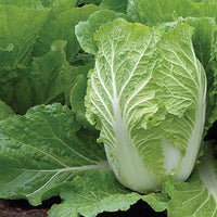 Cabbage Chinese Organic Vegetable Seeds