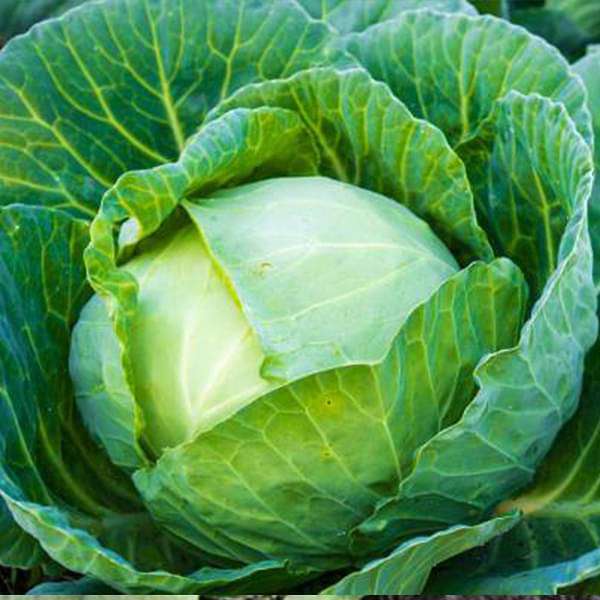 Cabbage Hybrid Vegetable Seeds