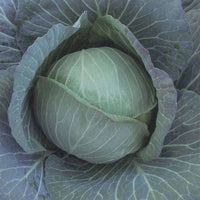 Cabbage Green Ball Vegetable Seeds