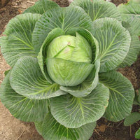 Cabbage Poi Vegetable Seeds