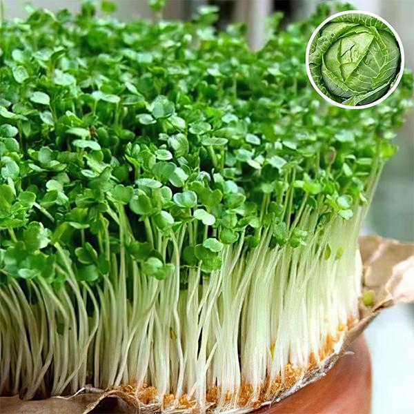 Cabbage Red Micro - Microgreen Seeds