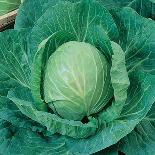 Cabbage Special Pride Vegetable Seeds