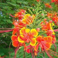 Caesalpinia Pulcherrima Seeds