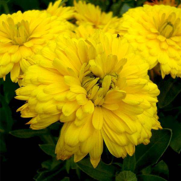 Calendula Bon Bon Yellow Flower Seeds