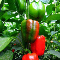 Capsicum California Wonder Vegetable Seeds