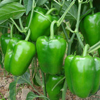 Capsicum Green Vegetable Seeds