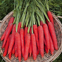 Carrot Selection Red Vegetable Seeds