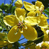 Cassia Absus Seeds