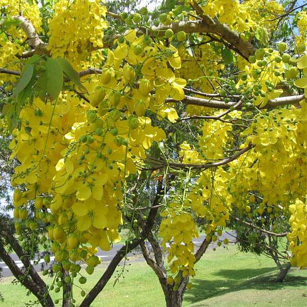 Cassia Fistula Seeds