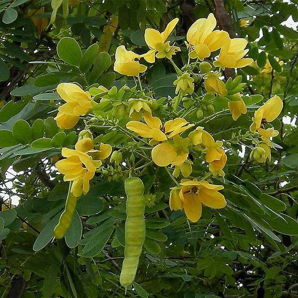 Cassia Glauca Seeds