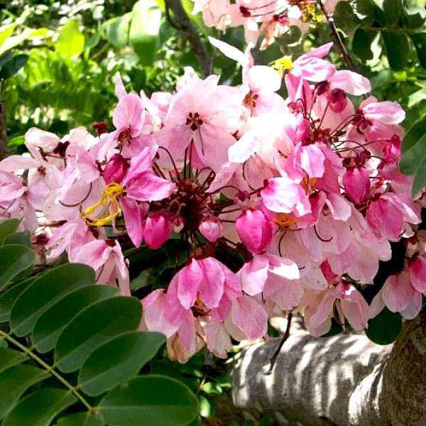 Cassia Javanica Javanica Seeds