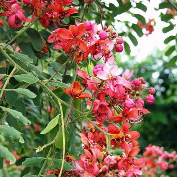 Cassia Marginata Seeds