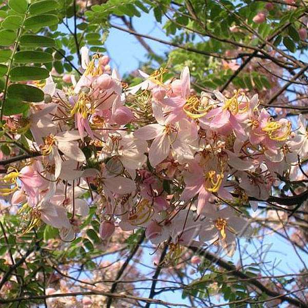 Cassia Renigera Burmese Pink Cassia Seeds