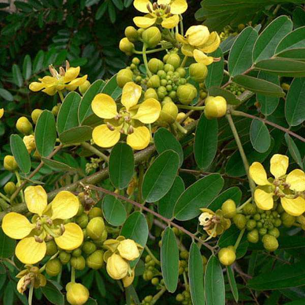 Cassia Siamea, Kased - Seeds