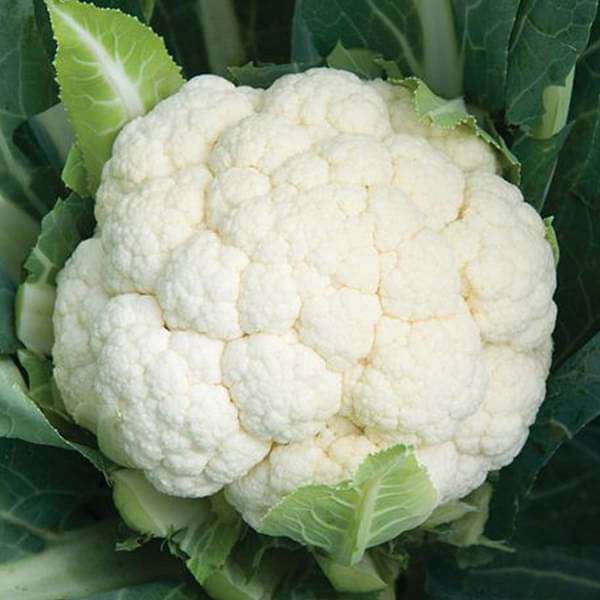 Cauliflower Hybrid Vegetable Seeds