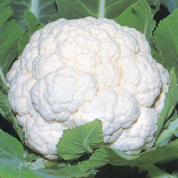 Cauliflower Snowball Vegetable Seeds