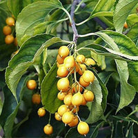 Powerful Celastrus Paniculatus Seeds