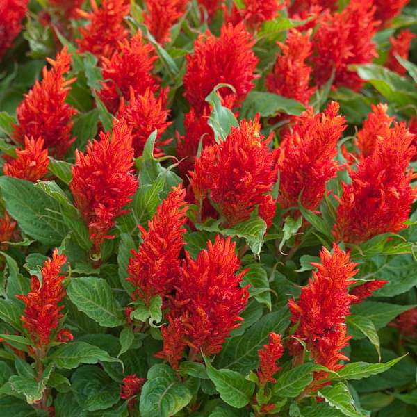 Celosia plumosa Red Seeds