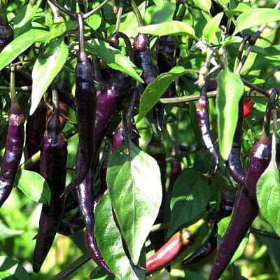 Chilli Hybrid Deep Kali Vegetable Seeds