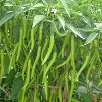 Chilli Surajmukhi Vegetable Seeds